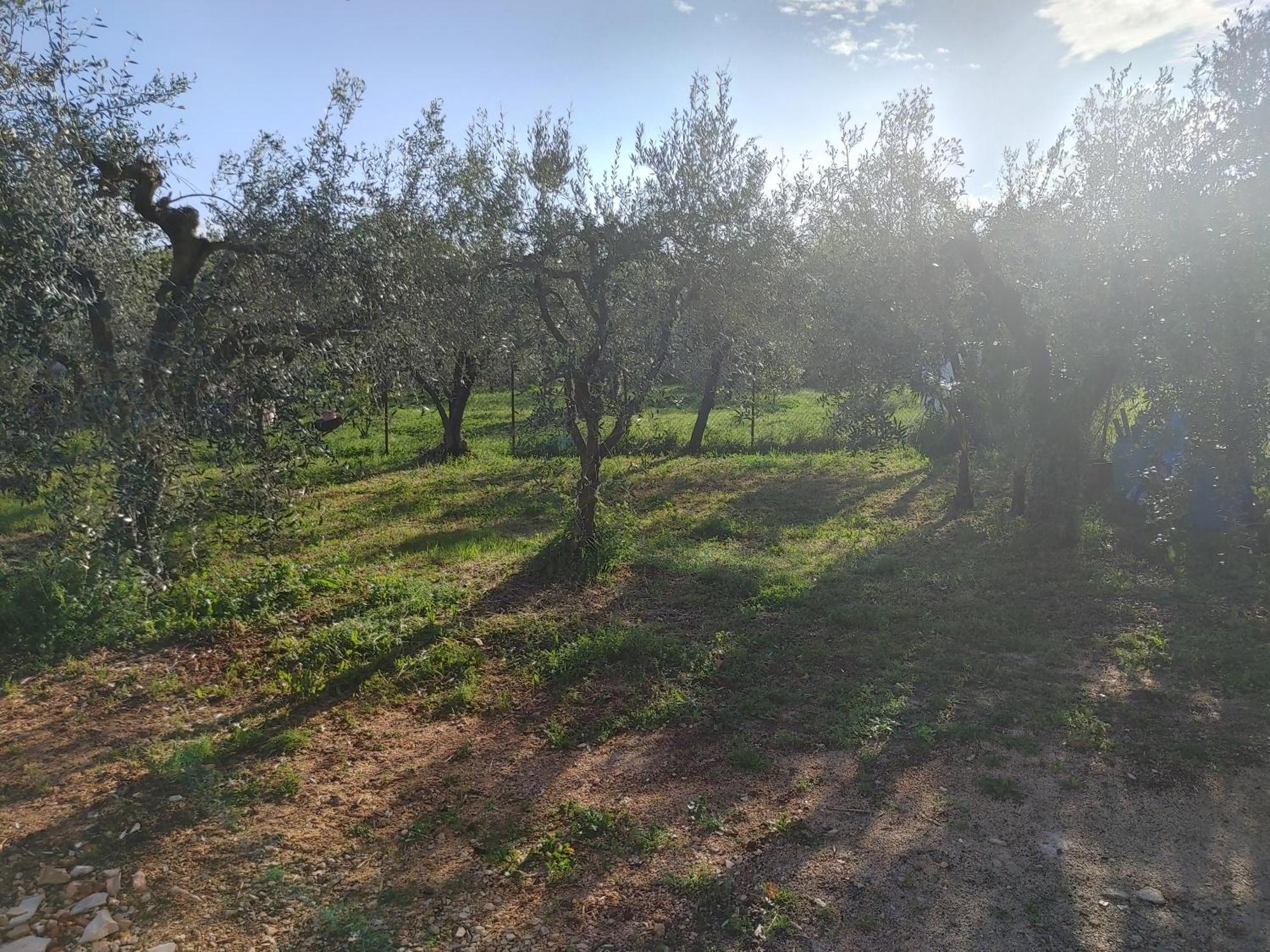 Cattleya Διαμέρισμα Novigrad Istria Εξωτερικό φωτογραφία